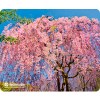 Коврик для мыши Defender Silk Pad Nature (50707)